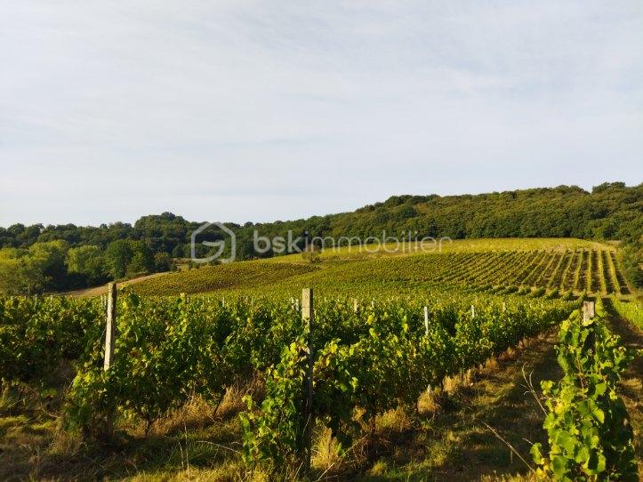 Propriete de 112 m² - VUE2_VIGNES.jpg